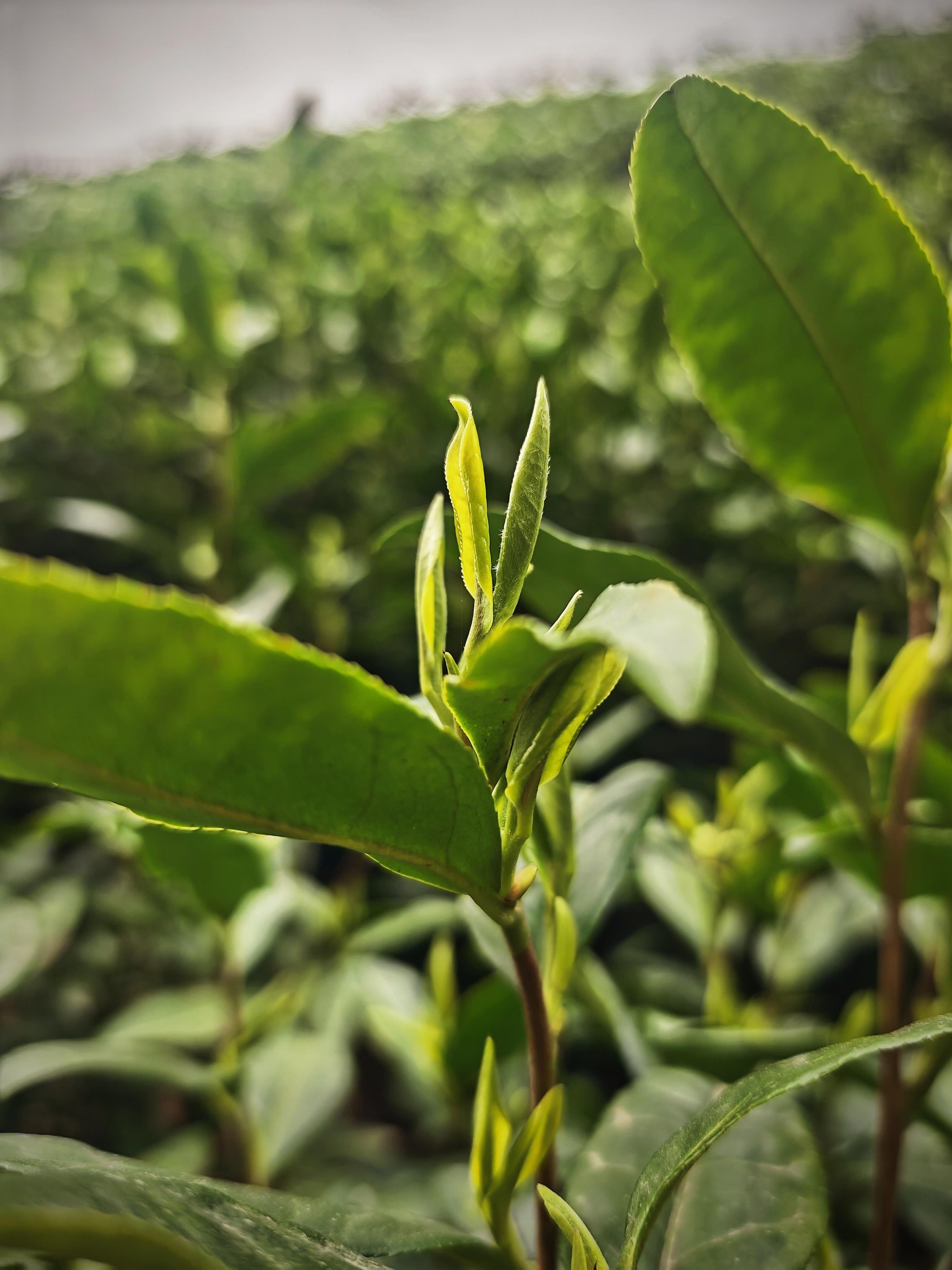 Emerald Collection – Green Tea