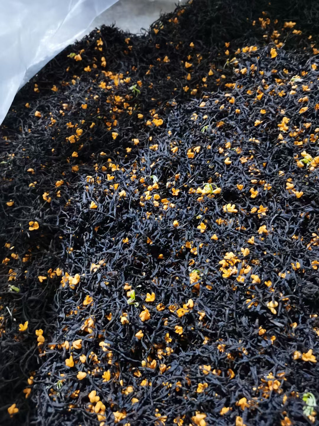 Osmanthus Black Tea-桂花红茶「Cha Li Dan Qing」
