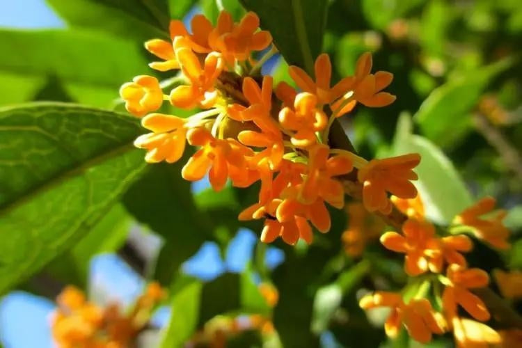 Osmanthus Black Tea-桂花红茶「Cha Li Dan Qing」