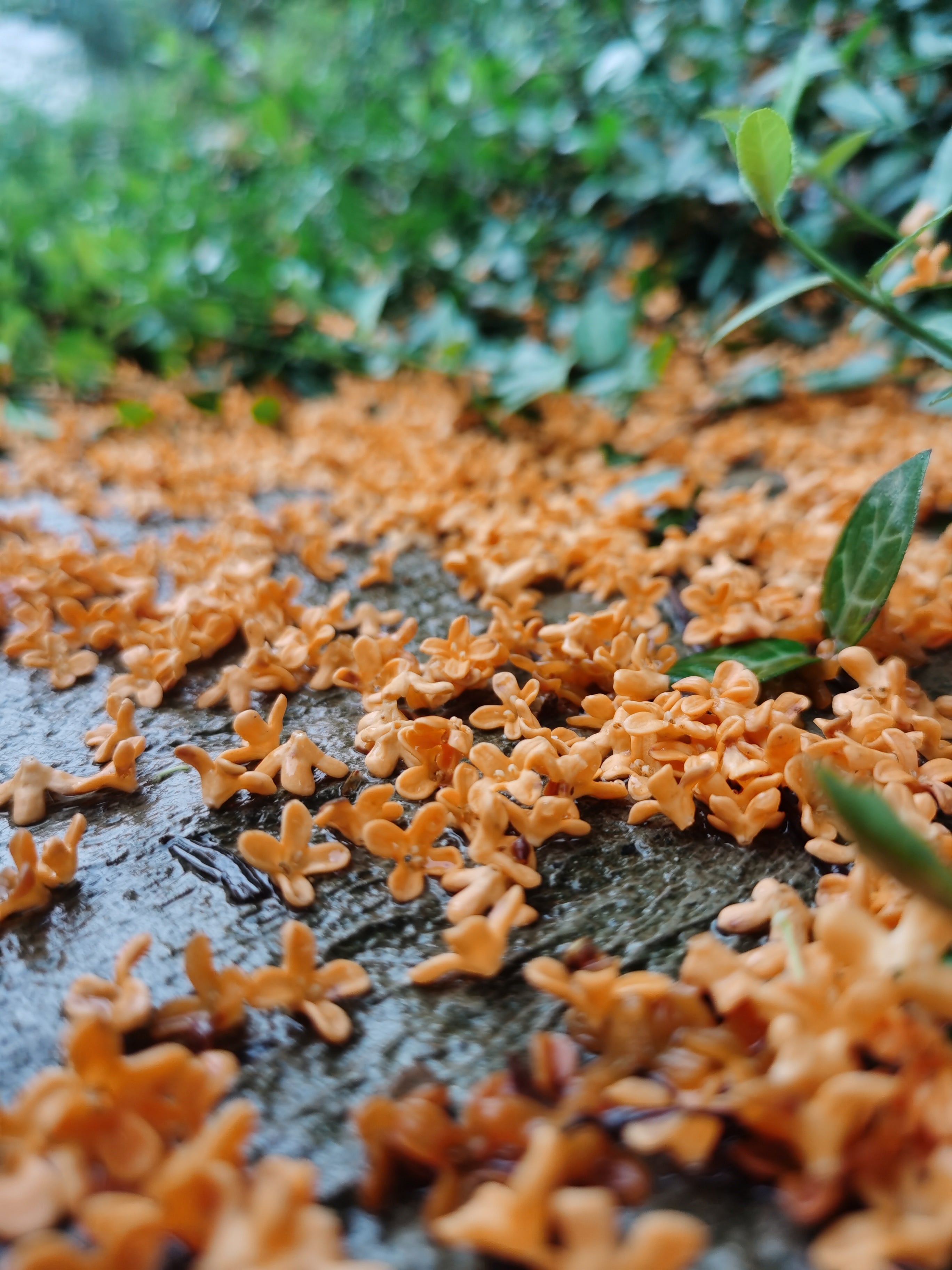 Osmanthus Black Tea-桂花红茶「Cha Li Dan Qing」