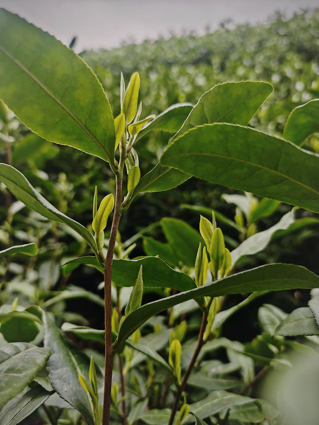 Golden Sprout Green Tea-黄金芽「Cha Li Dan Qing」