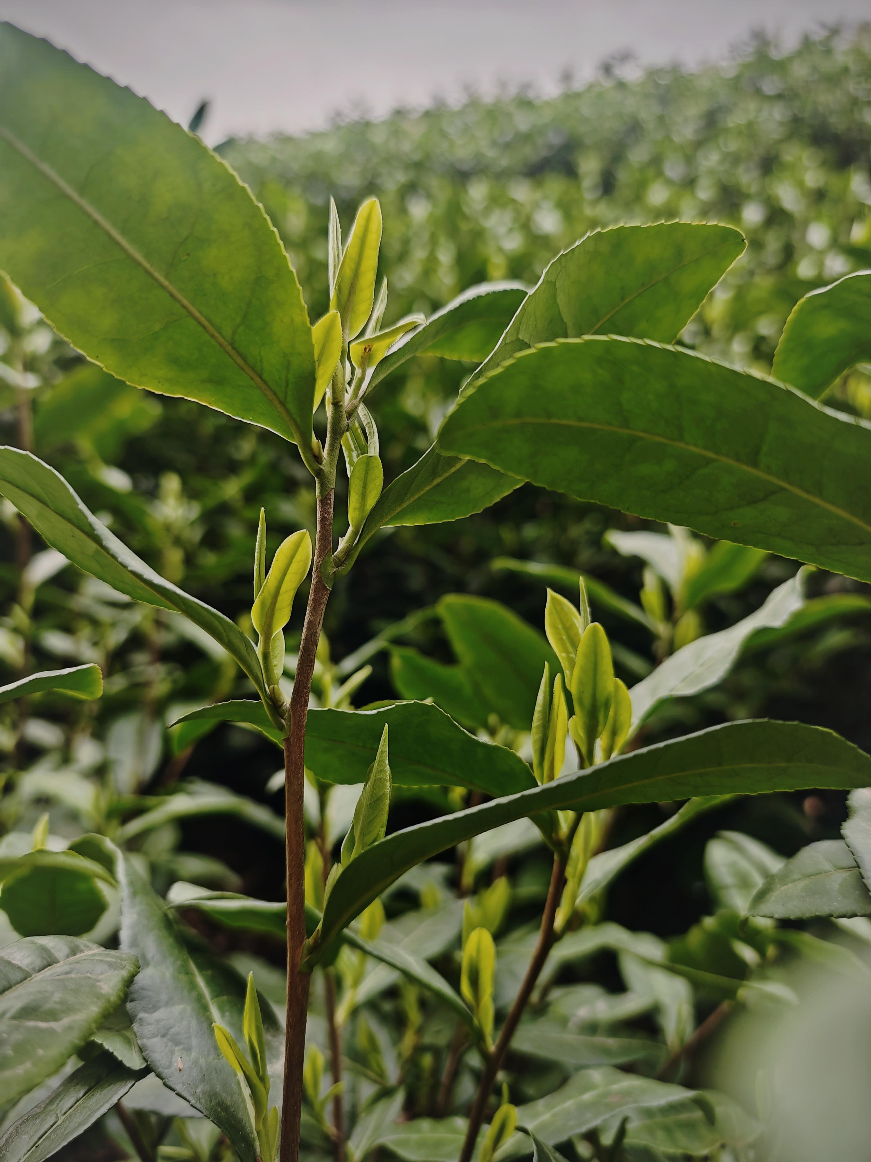 Golden Sprout Green Tea-黄金芽「Cha Li Dan Qing」