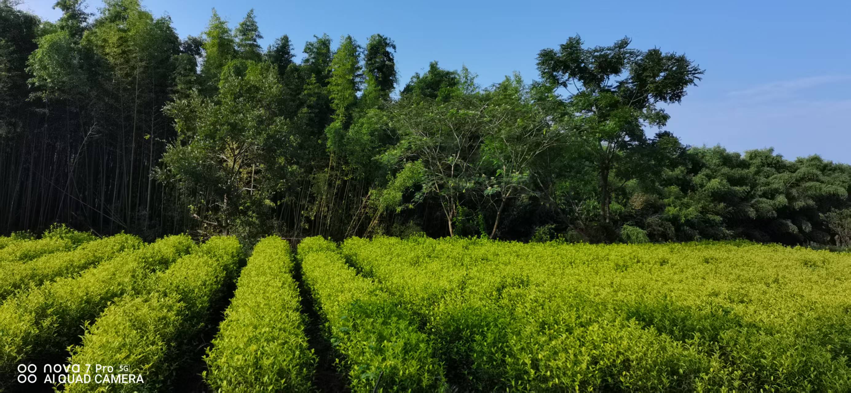 Anji Bai Cha-安吉白茶「Cha Li Dan Qing」