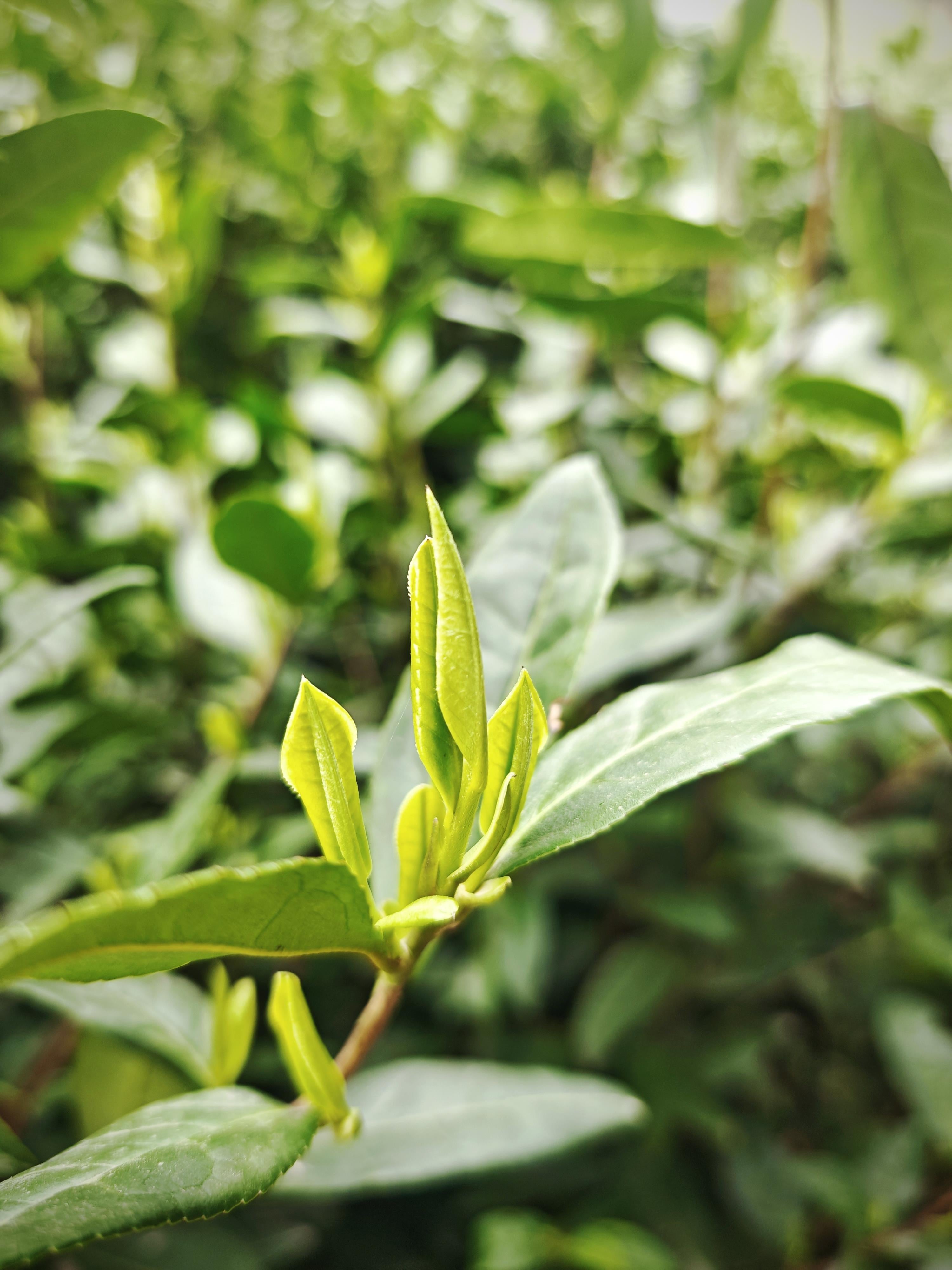 Golden Sprout Green Tea-黄金芽「Cha Li Dan Qing」
